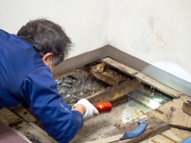 Best Commercial Mold Removal  in Oswego, KS