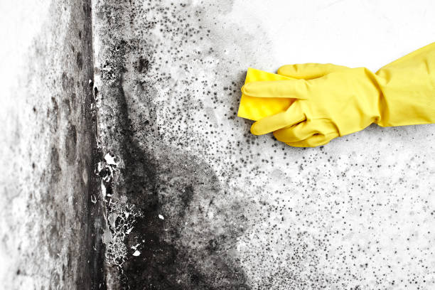 Best Same-Day Mold Removal  in Oswego, KS
