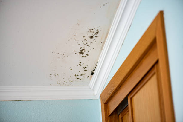 Best Black Mold Removal  in Oswego, KS