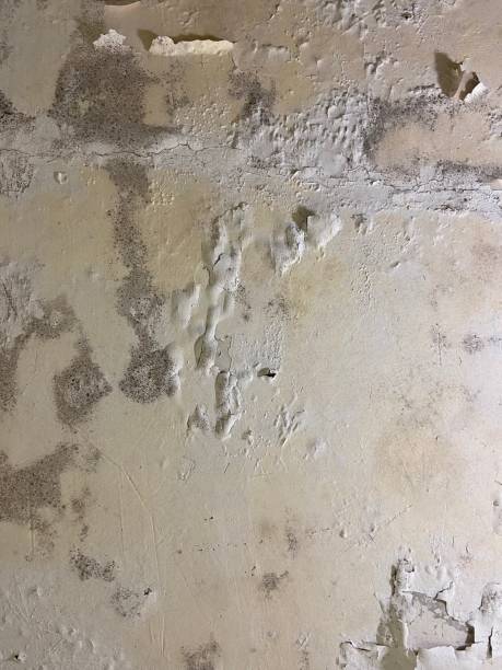 Best Fast Mold Removal  in Oswego, KS