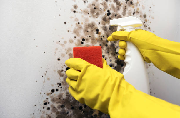 Best Office Mold Removal Services  in Oswego, KS