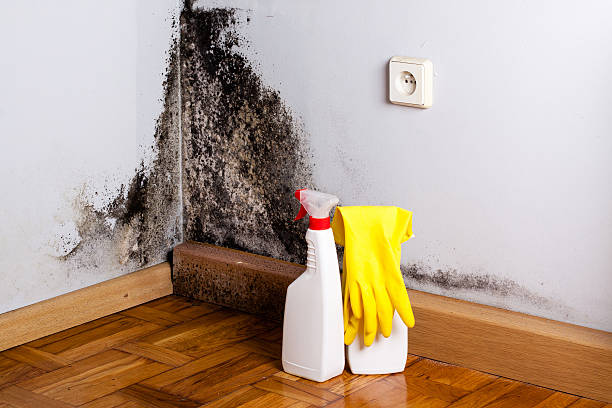 Best Black Mold Removal  in Oswego, KS