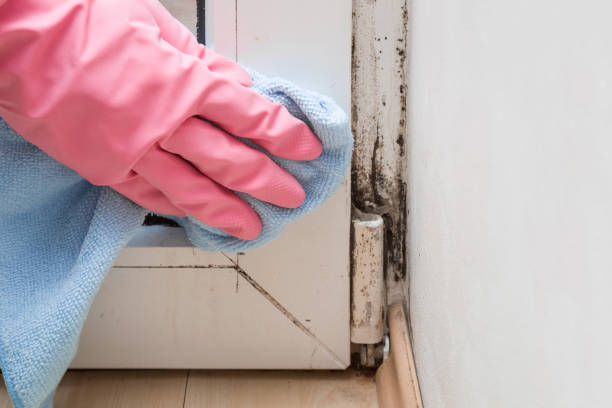 Best Attic Mold Removal  in Oswego, KS