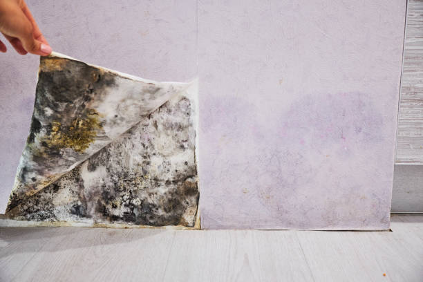Best Local Mold Removal Service  in Oswego, KS